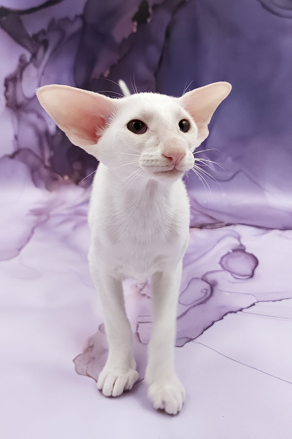 Clayton | Oriental Shorthair Kitten