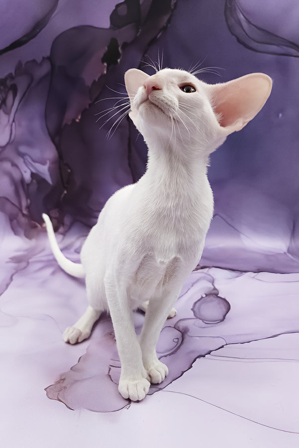 Clayton | Oriental Shorthair Kitten