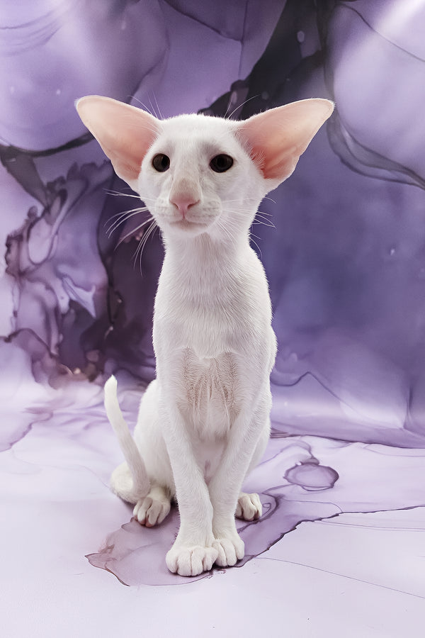 Clayton | Oriental Shorthair Kitten