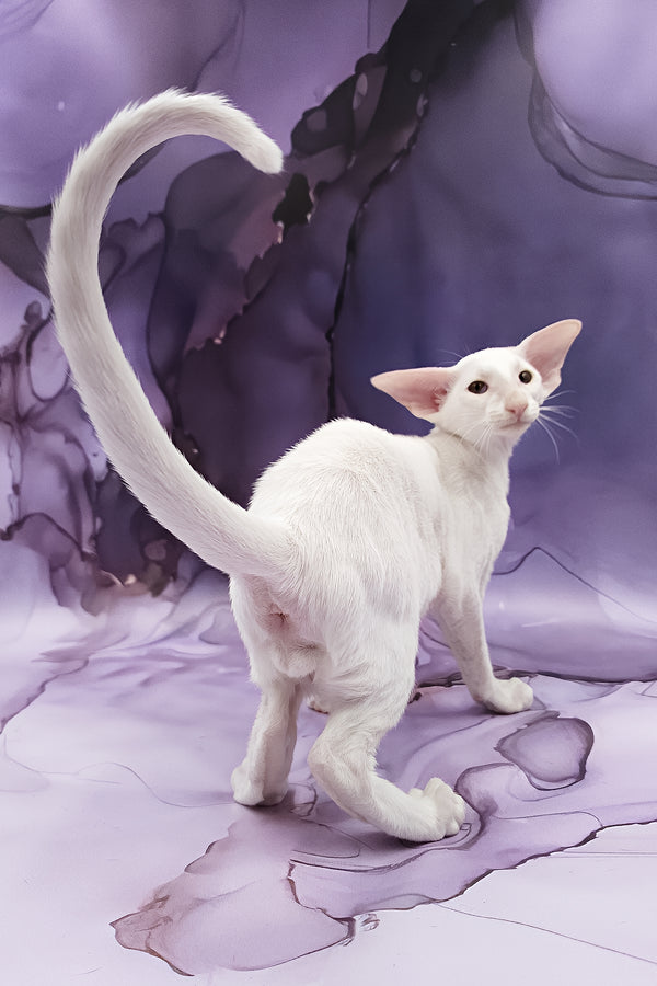 Clayton | Oriental Shorthair Kitten