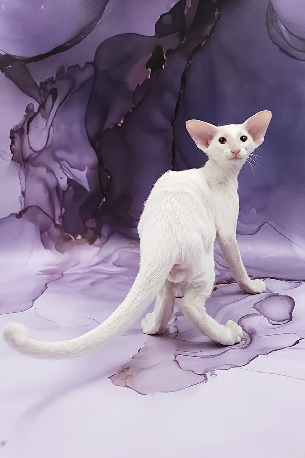 Clayton | Oriental Shorthair Kitten
