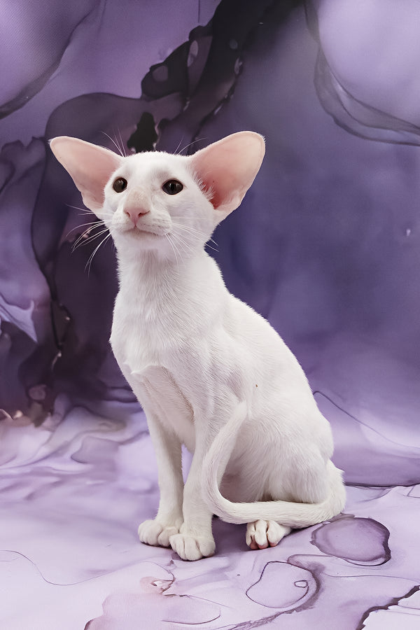 Clayton | Oriental Shorthair Kitten