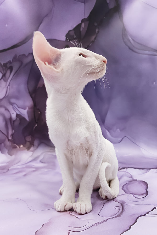 Clayton | Oriental Shorthair Kitten