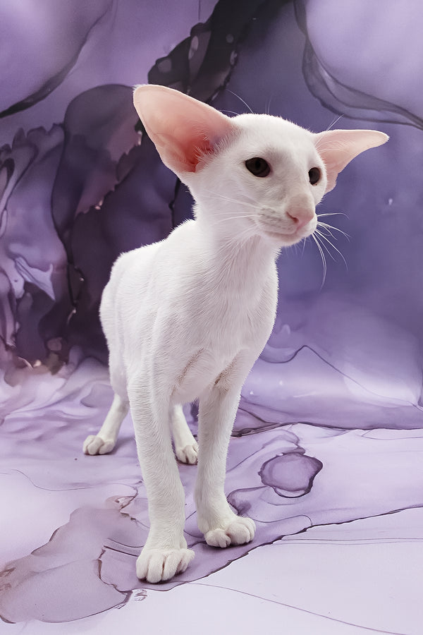 Clayton | Oriental Shorthair Kitten