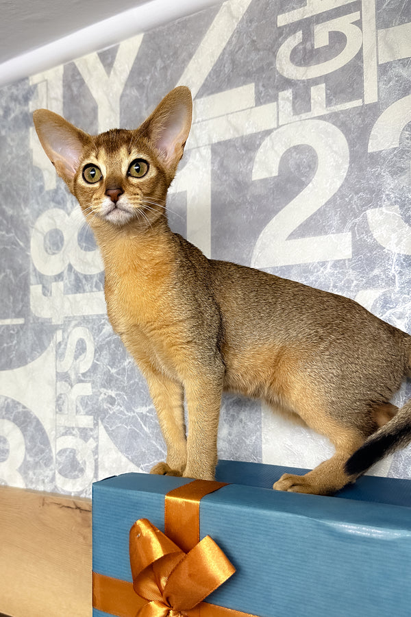 Cleopatra | Abyssinian Kitten