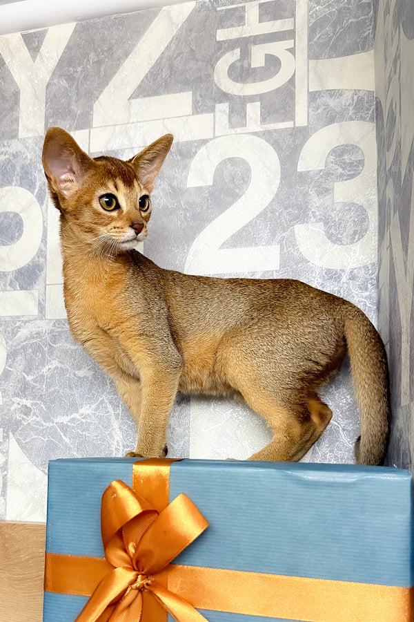 Cleopatra | Abyssinian Kitten