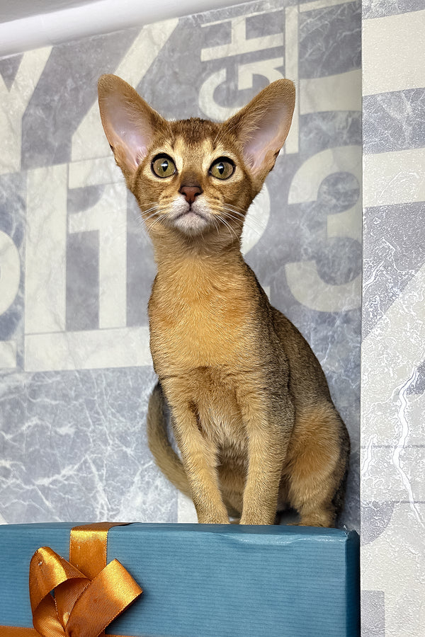 Cleopatra | Abyssinian Kitten