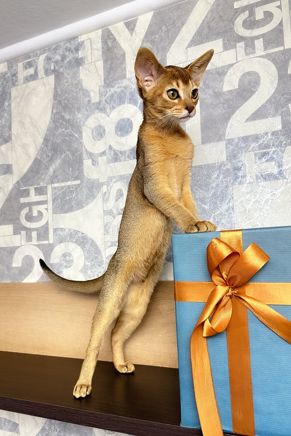 Cleopatra | Abyssinian Kitten