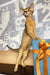 Cleopatra | Abyssinian Kitten