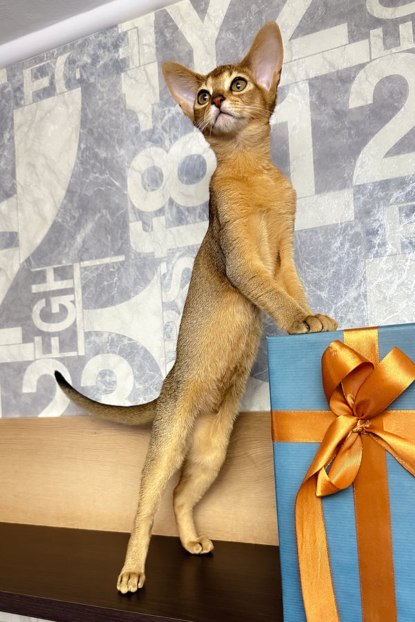 Cleopatra | Abyssinian Kitten
