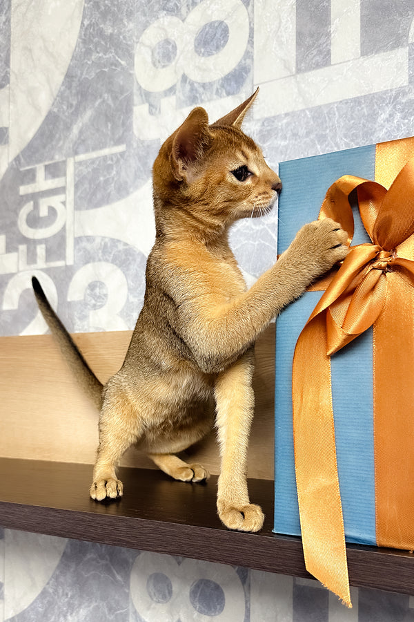 Cleopatra | Abyssinian Kitten