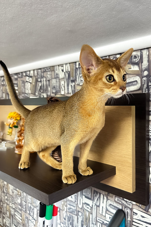 Cleopatra | Abyssinian Kitten