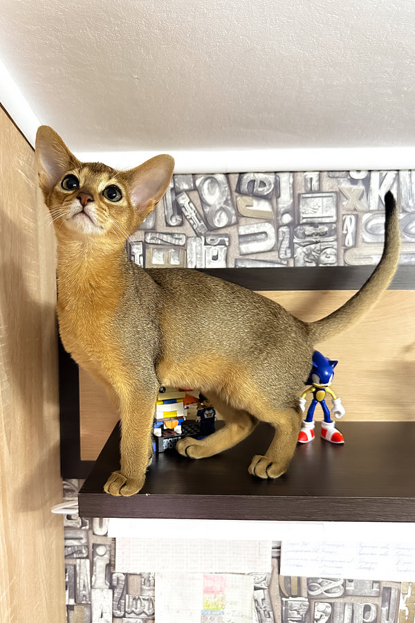 Cleopatra | Abyssinian Kitten
