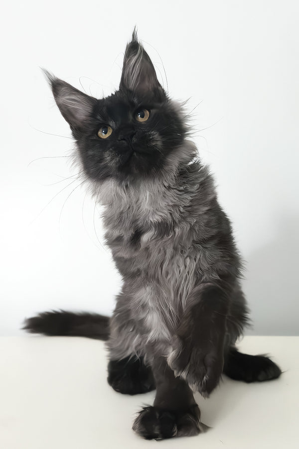 Cleopatra | Polydactyl Maine Coon Kitten