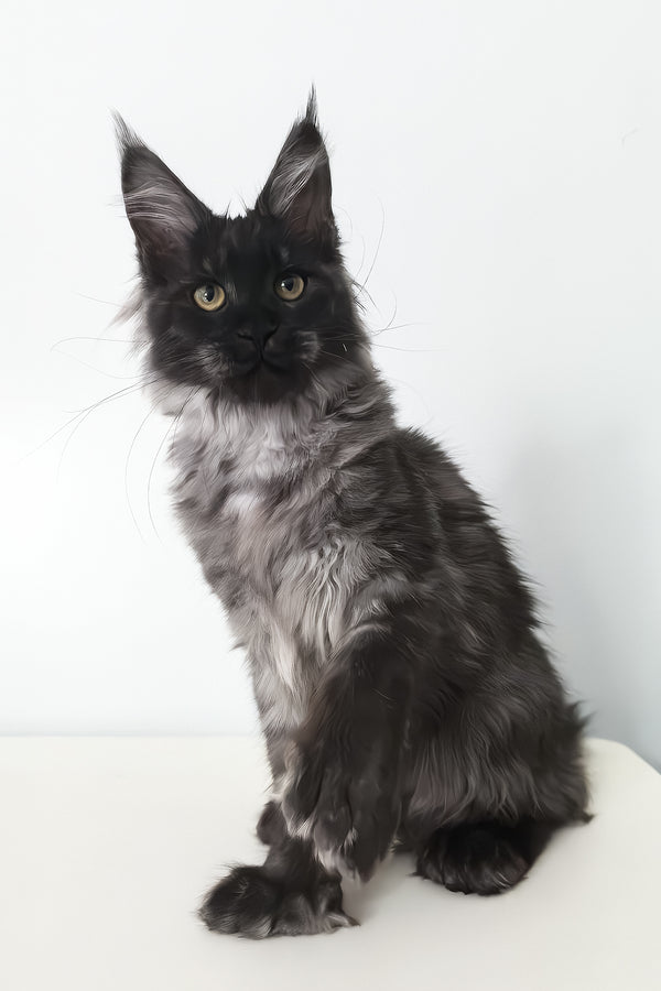 Cleopatra | Polydactyl Maine Coon Kitten