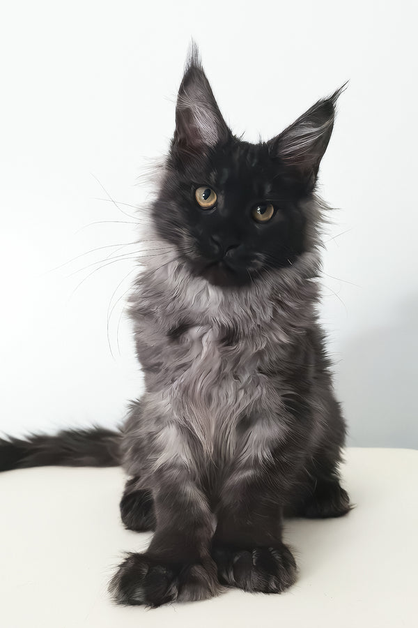 Cleopatra | Polydactyl Maine Coon Kitten