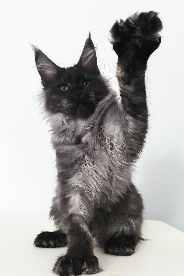Cleopatra | Polydactyl Maine Coon Kitten
