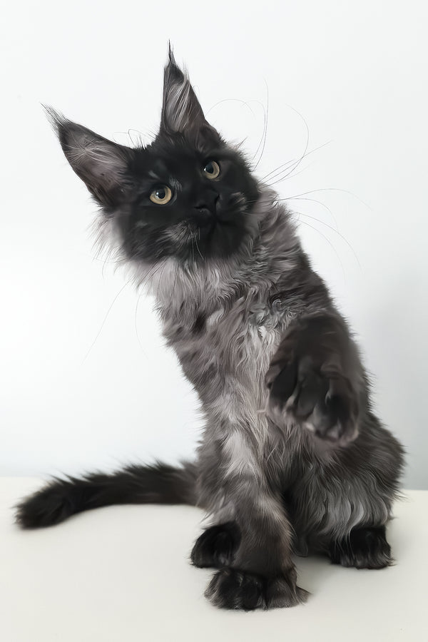 Cleopatra | Polydactyl Maine Coon Kitten
