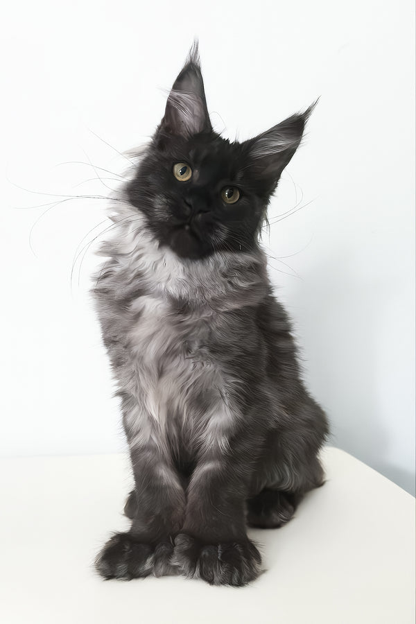 Cleopatra | Polydactyl Maine Coon Kitten