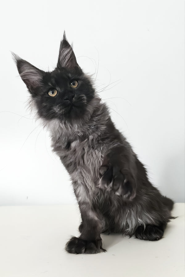 Cleopatra | Polydactyl Maine Coon Kitten