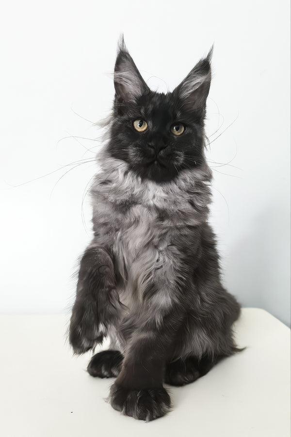 Cleopatra | Polydactyl Maine Coon Kitten