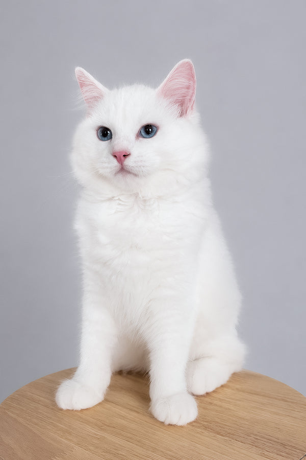 Fluffy white cloud ragdoll kitten with blue eyes and pink ears sitting gracefully on wooden surface