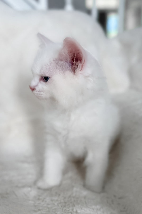 Cloud | Ragdoll Kitten