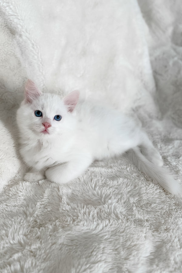 Cloud | Ragdoll Kitten