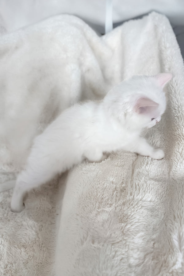 Cloud | Ragdoll Kitten