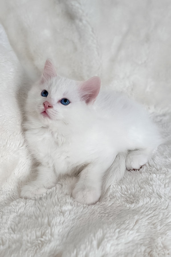 Cloud | Ragdoll Kitten