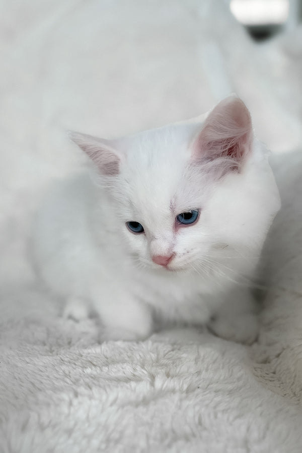 Cloud | Ragdoll Kitten