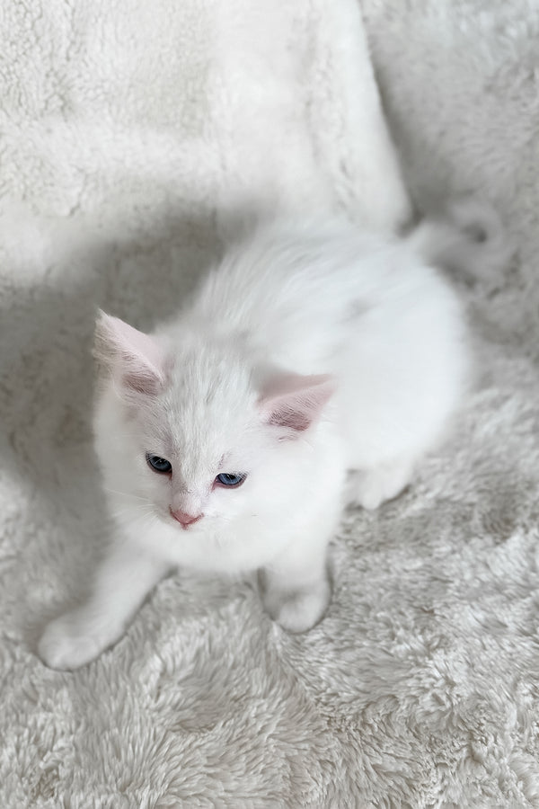 Cloud | Ragdoll Kitten