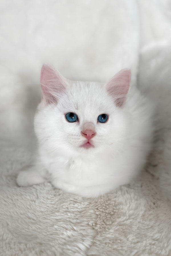 Cloud | Ragdoll Kitten