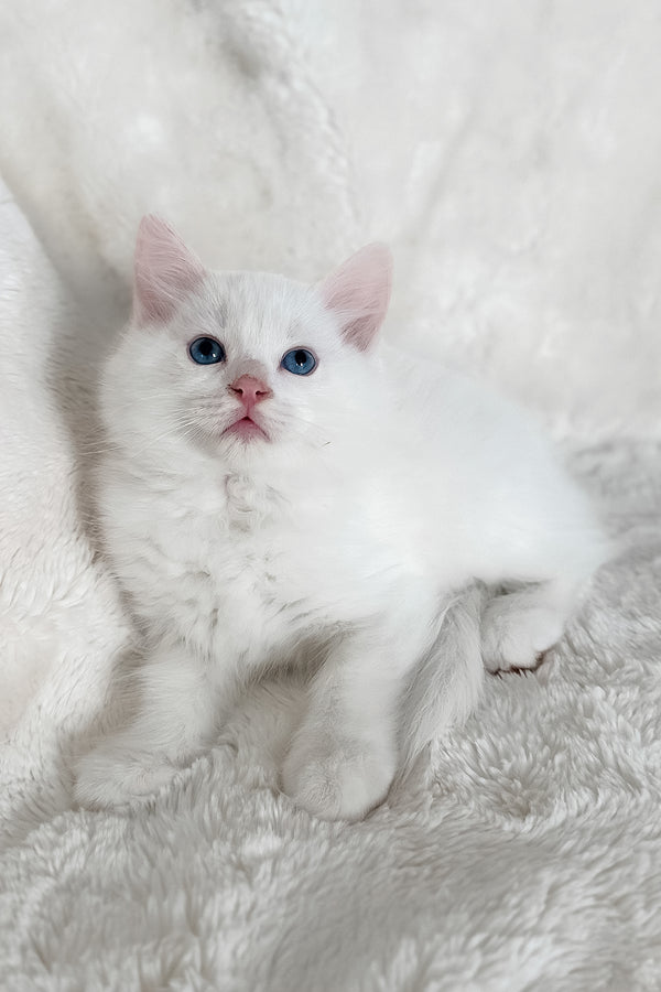 Cloud | Ragdoll Kitten