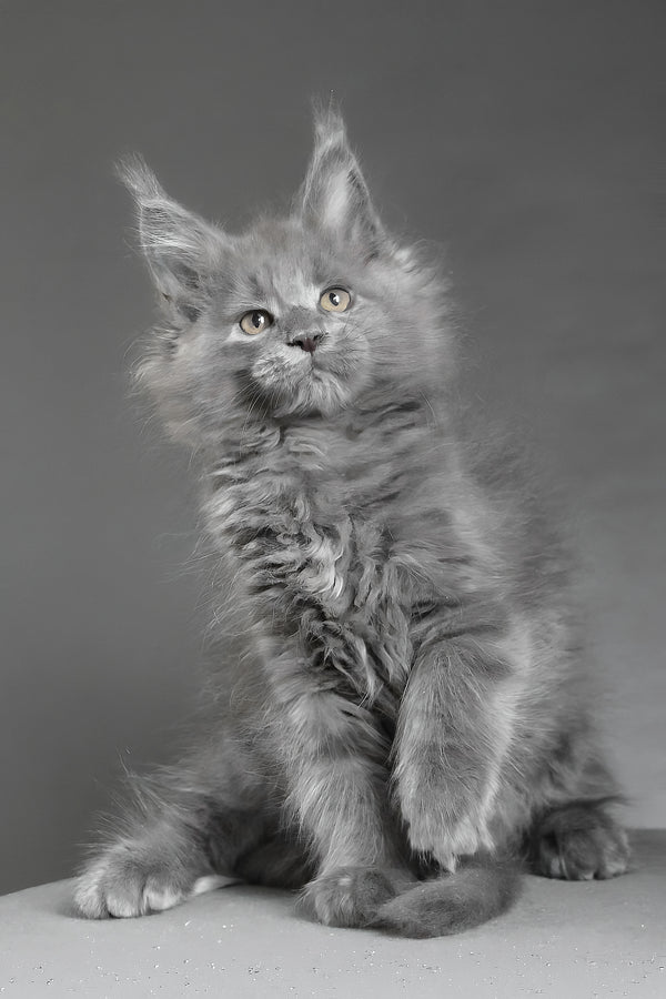 Cloudlet | Maine Coon Kitten