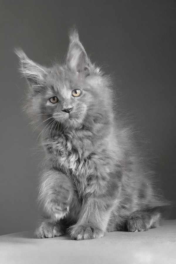 Cloudlet | Maine Coon Kitten