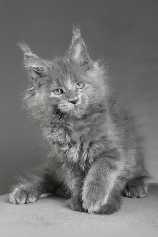 Cloudlet | Maine Coon Kitten