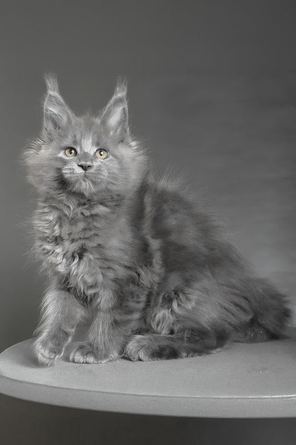 Cloudlet | Maine Coon Kitten