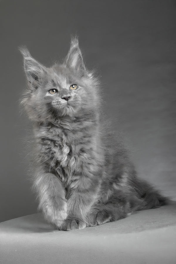 Cloudlet | Maine Coon Kitten