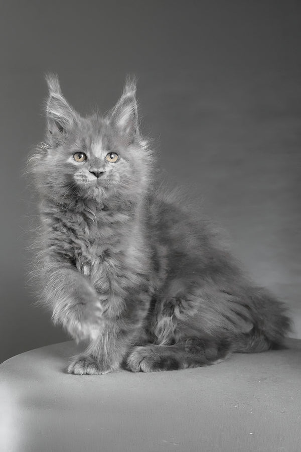 Cloudlet | Maine Coon Kitten