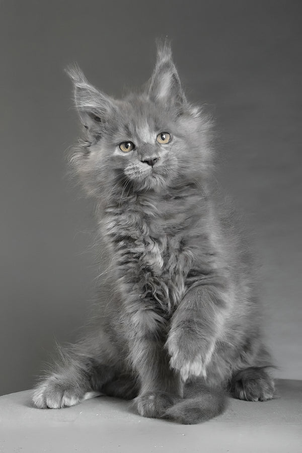 Cloudlet | Maine Coon Kitten