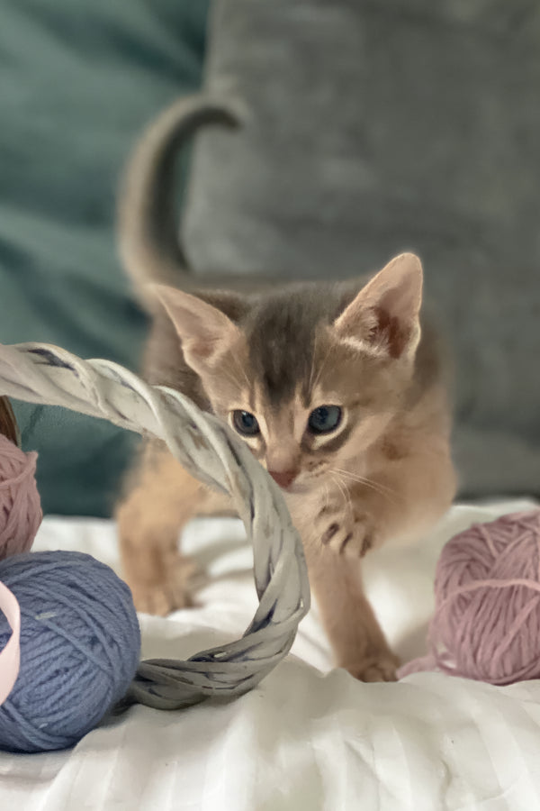 Coco | Abyssinian Kitten
