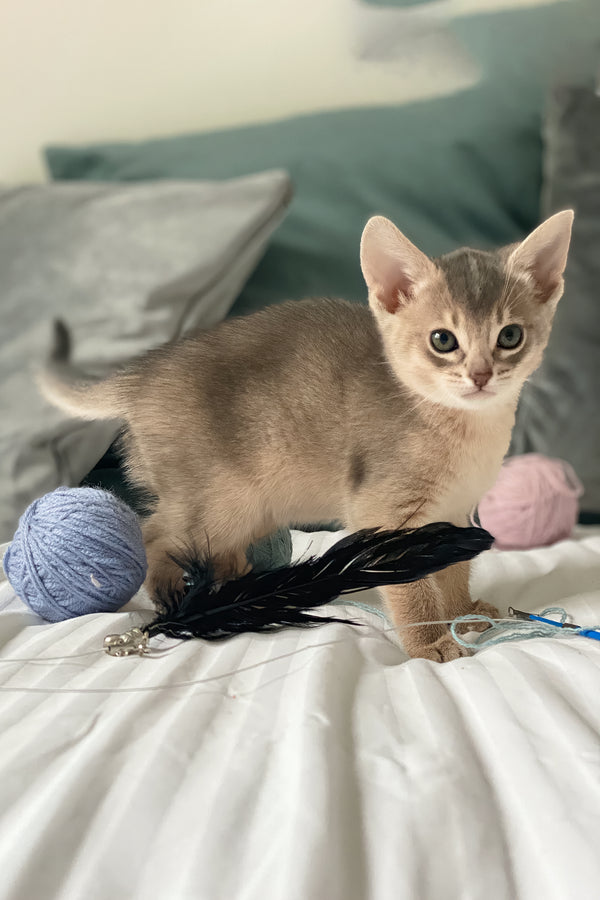 Coco | Abyssinian Kitten