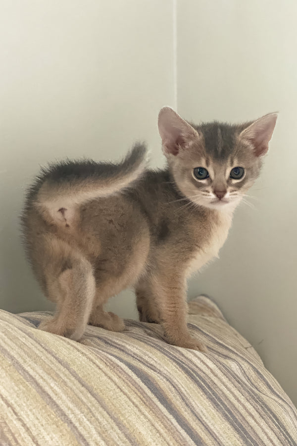 Coco | Abyssinian Kitten