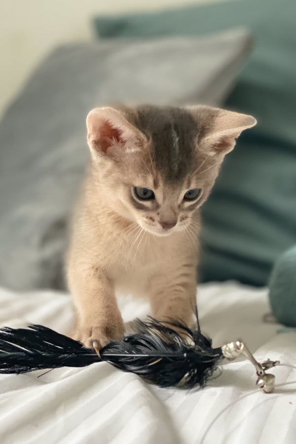 Coco | Abyssinian Kitten
