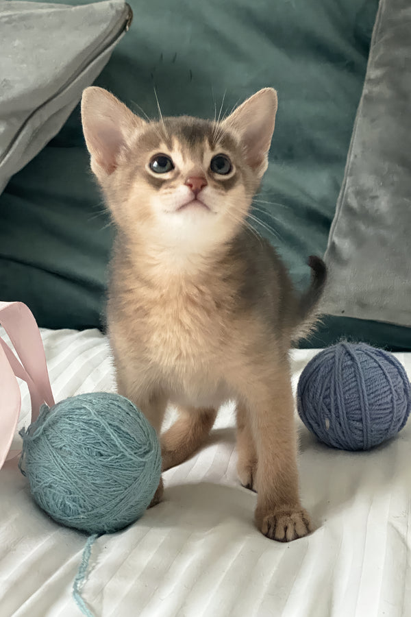 Coco | Abyssinian Kitten
