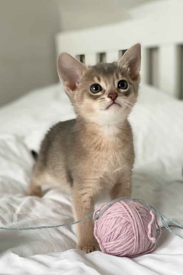 Coco | Abyssinian Kitten