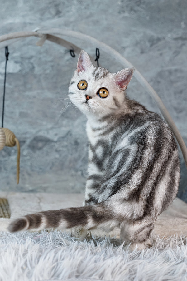 Coco | Scottish Straight Kitten