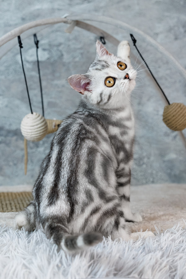 Coco | Scottish Straight Kitten