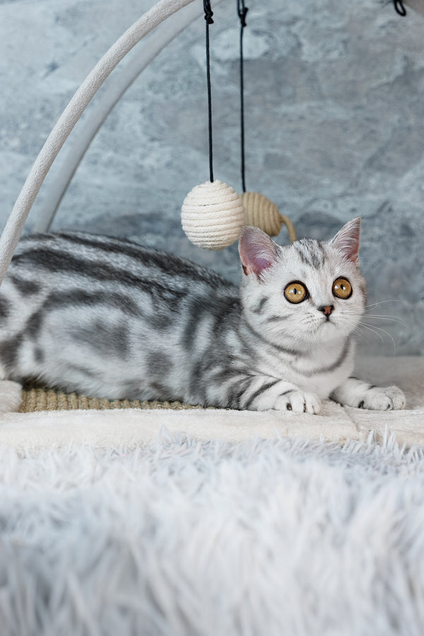 Coco | Scottish Straight Kitten